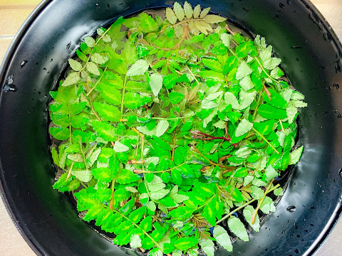 【当日採取でお届け】天然物 山椒の木の芽 若芽 20g 山菜 宮城県西根の森