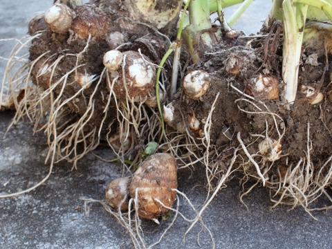 【栽培期間中　肥料＆農薬不使用】えぐみが少なくねっとりな里芋(500g)