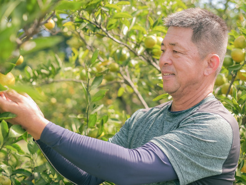 熊本発農薬不使用🍊  10kg 宮川、原口早生　サイズフリー『夜市限定』（約70個前後入）