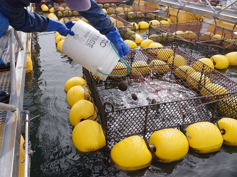 【12/25～12/28発送予定】はぐくむうに塩水パック(エゾバフンウニ) 80g/2P＋海藻スナック/2P＋剣山茎わかめ/1P