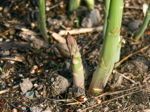 【食べ比べ】富良野産グリーン&ラベンダーアスパラガス（L・2L  800g）