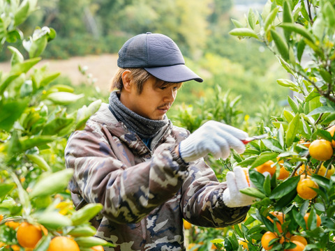 【A級品/10kg】化学農薬不使用！幻のブランド”高根島みかん”。とろける贅沢な旨味が自慢です♪