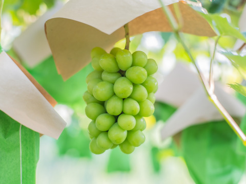 【アイドルコンビ♡】岡山産 贅沢セット 2房｜旬のぶどう詰め合わせ！甘みたっぷり『シャインマスカット＆ピオーネ』残りわずか！