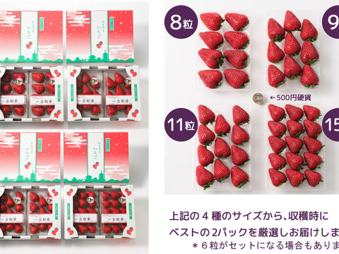 完熟いちご 古都華” 8～15粒（270～320ｇ）×2パック　一般ケース入り