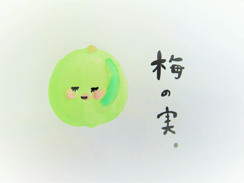 自然栽培の紅映梅 5kg 梅酒・梅シロップ用