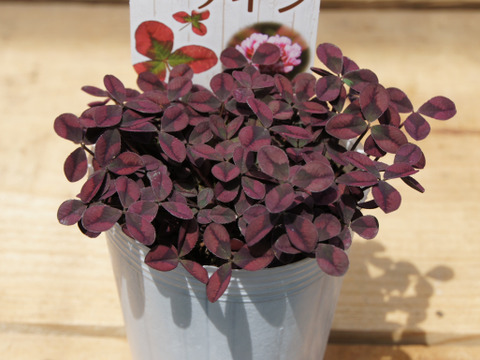 ラッキーアイテム！クローバー・ティント「ワイン」9cmロングポット ［あわせ買い対象商品は3つまで同梱可］