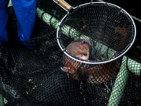 養殖真鯛といえばみやび鯛！【まるごと二尾セット】 (生のみやび鯛約2kgサイズ×2尾)※冷蔵
