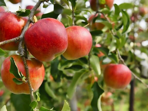 【 3000件突破セール 】【 先行予約･希少品種・清明 】【 水分たっぷりジューシー果汁 】山形県産 りんご 3ｋ【 家庭用・贈答用 】お米とご一緒に！