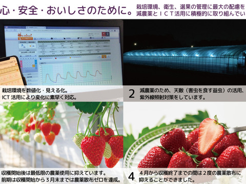 ”完熟いちご 古都華” 8～15粒（270～320ｇ）×2パック　贈答用ギフトケース入り