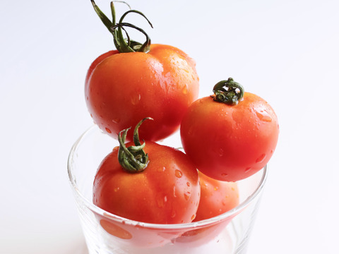 【とまほっぺ】フルティカトマト 500g｜愛媛・久万高原直送