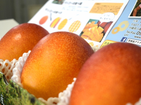沖縄西表島の太陽をたっぷり浴びたマンゴー！！優品１.５ｋｇ（３～５個）【ご家庭用にお手頃価格！】