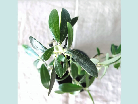 【ギフトにも◎】オリーブ盆栽　マンザニロ（PS183）