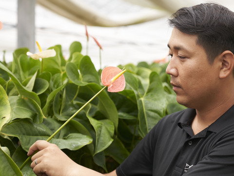 小ぶりで可愛いスモールサイズ！
アンスリウムおすすめミックス（7~8本）