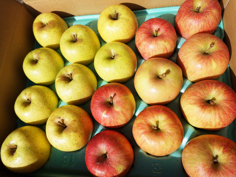 【訳ありご家庭用】青森りんご2品種食べ比べ🍎🍏　ふじ王林詰合せ5kg 減農薬で安心！