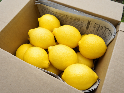 【料理や贈り物に、見た目まで美しい、国産の秀品レモン】冷蔵貯蔵の貯蔵レモン ワックス・除草剤不使用の皮ごと楽しめる国産リスボンレモン（2kg・冷蔵便）