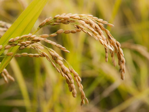 最短翌日発送　令和5年産　お米　10kg  精米　あいちのかおり