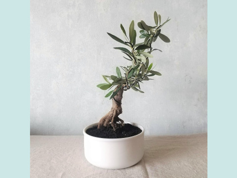【ギフトにも◎】南アルプスのオリーブ盆栽　シプレッシーノ  (PS218)