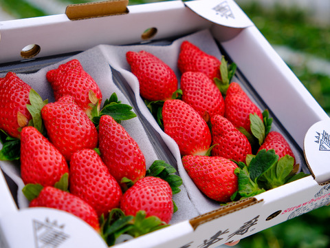 🥇いちごグランプリ2025金賞受賞！超希少品種！『肥後こまち』ご家庭用パック 4p