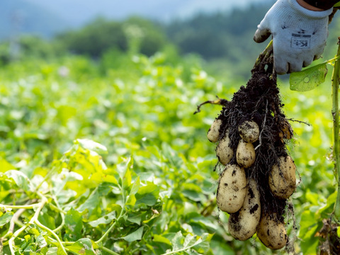 【予約】【極上の甘み】兵庫県但馬産 新じゃが きたあかり５kg