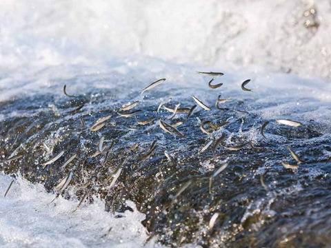 【2023販売開始】天然鮎/鳥取市千代川/網/朝水揚げ→午前中発送/夏を感じてください/300g〜400g【生】【冷蔵】