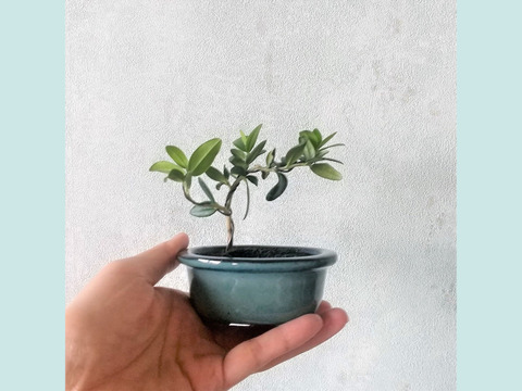 【母の日ギフトにも◎】手のひらサイズ　種から育てたオリーブミニ盆栽 （PS184）