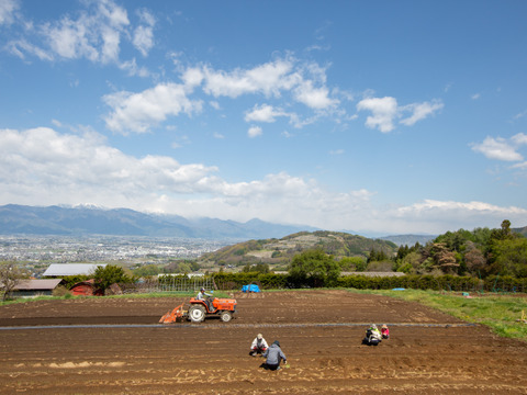【期間限定】冬越し露地ほうれん草　※農薬化学肥料不使用