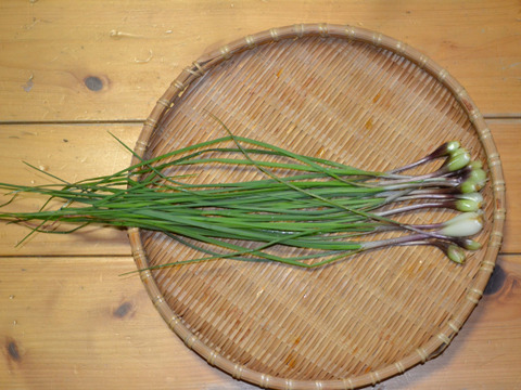 農薬 化学肥料不使用 クールで対応 野菜セット 必ずエシャレット 若どりラッキョウ 入り ６ ８種類の野菜 ６０サイズ箱 愛媛県産 食べチョク 農家 漁師の産直ネット通販 旬の食材を生産者直送