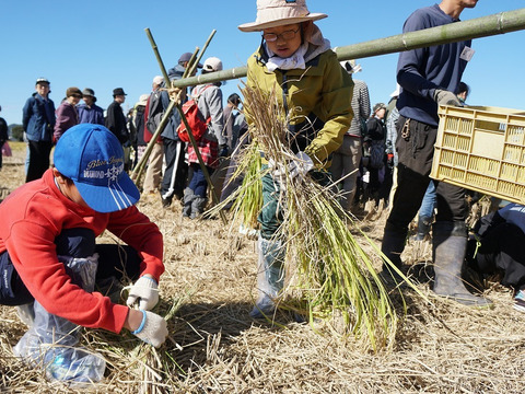 高アミロース・低GI米！豊受白米5㎏【2025年産】
