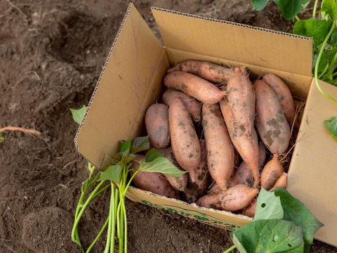 【各１０kg】「安納芋と紅はるかの食べ比べセット」　栽培期間中農薬不使用　1ヶ月超追熟のお芋をお届け。特別栽培品。