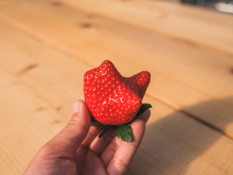 【人気品種】ほしうらら2P　お得なご家庭用！　250g×2p