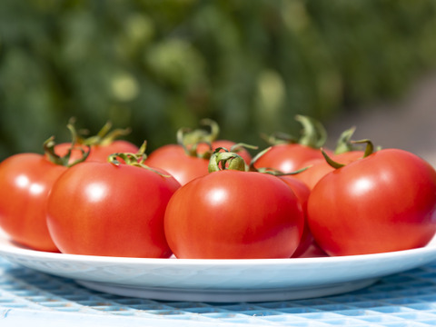 【北海道産】🍅樹上熟3段採り🍅桃太郎トマト2kg箱〈正品〉