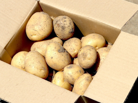 ニシユタカ（春馬鈴薯）