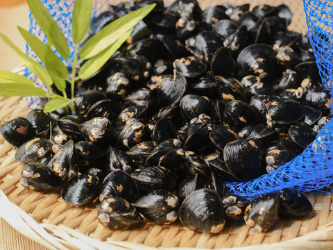【鮮度抜群】宍道湖産ヤマトシジミ・活きしじみ5kg（お任せサイズ）