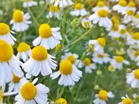 ドライハーブ3点セット　Aセット　カモミール・ミント・レモンバーム