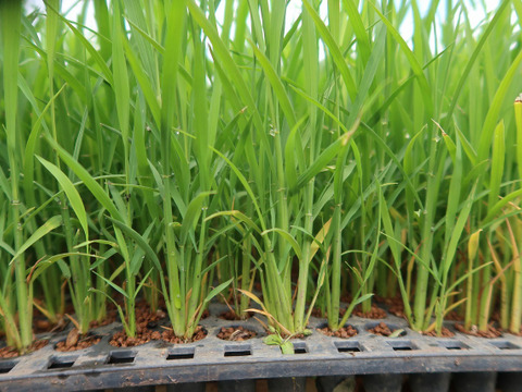 自然栽培（農薬・有機化学肥料不使用）のお米！ 白米５kg　令和４年産