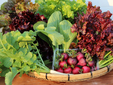 自家農園産お試し野菜セット 【 ４～６品】