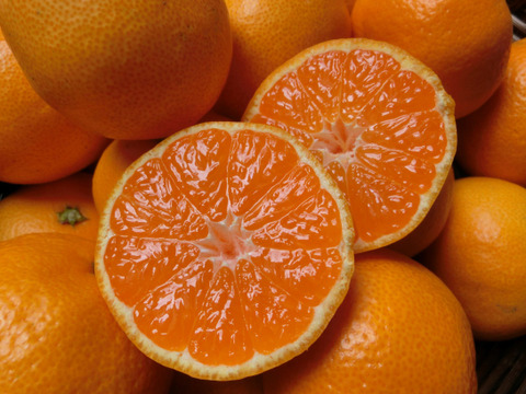 柑橘ドライフルーツセット【5袋入り】