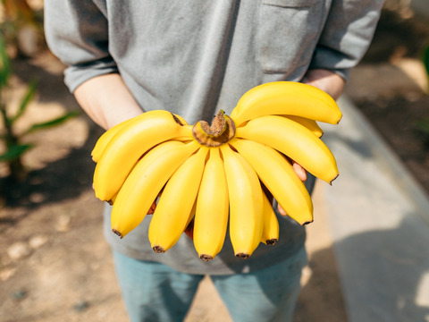 【冬ギフト】グロスミッチェル種。美バナナ使用　『美バナナジャム』　3瓶セット
