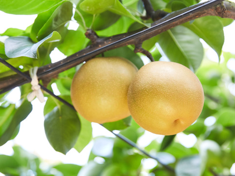 果汁が滴り落ちる、浜なし３キロ箱(5〜8玉入り)