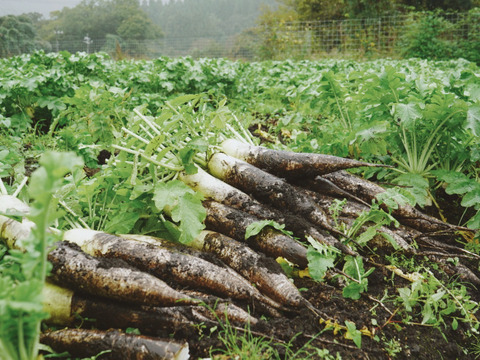 【高原大根】　≪神鍋高原、寒暖差のある地域で育まれた水分・甘みたっぷりの大根≫　兵庫県但馬産「高原大根」（２本）