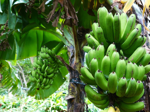 【限定予約販売】日本最後の秘境トカラ列島よりお届け 希少な国産バナナ（１kg）