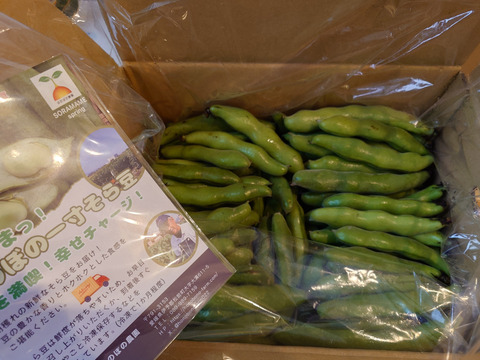 ほくほく深～い味わい❗朝穫れ❗5㎏「そら豆（さや付き）」4月下旬～