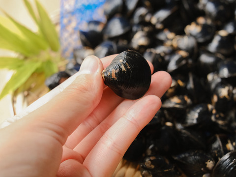 【夏ギフト】【今が旬！】宍道湖産ヤマトシジミ”感謝シジミ”（特大サイズ・冷凍2kg）熨斗対応可
