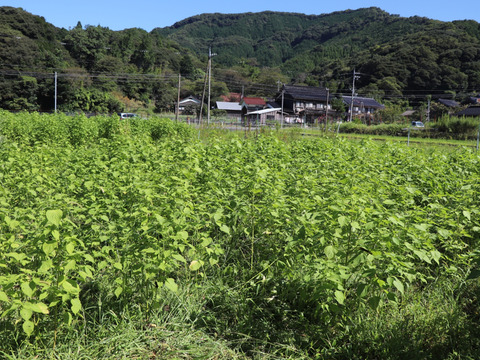 朝採り！ シャキシャキ新鮮！みずみずしいえごま葉(200枚)