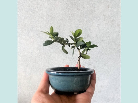 【母の日ギフトにも◎】手のひらサイズ　種から育てたオリーブミニ盆栽 （PS184）