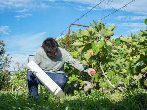 【淡路島シロップ/飲み比べ/3種のギフトBOX付】 (淡路島プレミアムジンジャーシロップ、淡路島ジンジャーシロップ、淡路島いちじくシロップ)