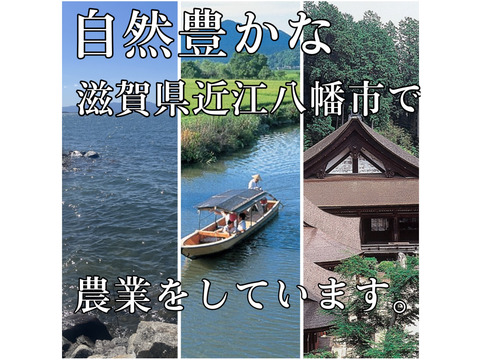 【令和7年新米】【白米】 『虹のきらめき10kg』新品種！おにぎりやお弁当にも最適！後をひく甘さともっちり感が抜群！
