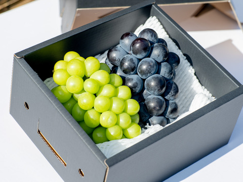 【アイドルコンビ♡】岡山産 贅沢セット 2房｜旬のぶどう詰め合わせ！甘みたっぷり『シャインマスカット＆ピオーネ』残りわずか！