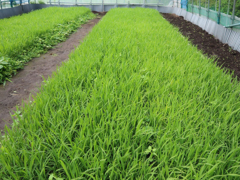 自然栽培（農薬・有機化学肥料不使用）のお米！ 白米２kg　令和４年産