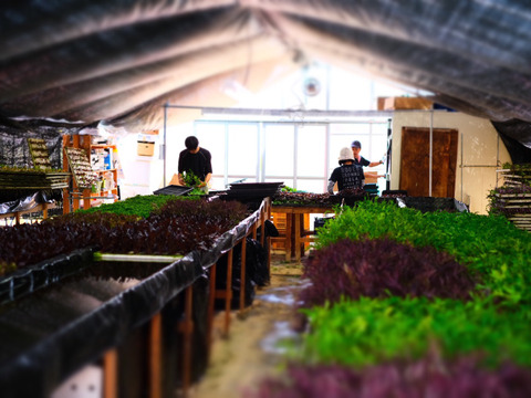 違いはわかります！G20サミット採用サラダ！10種のヨーロピアンリーフミックス【100gパック×7p】▲月・火・水・木着専用▲